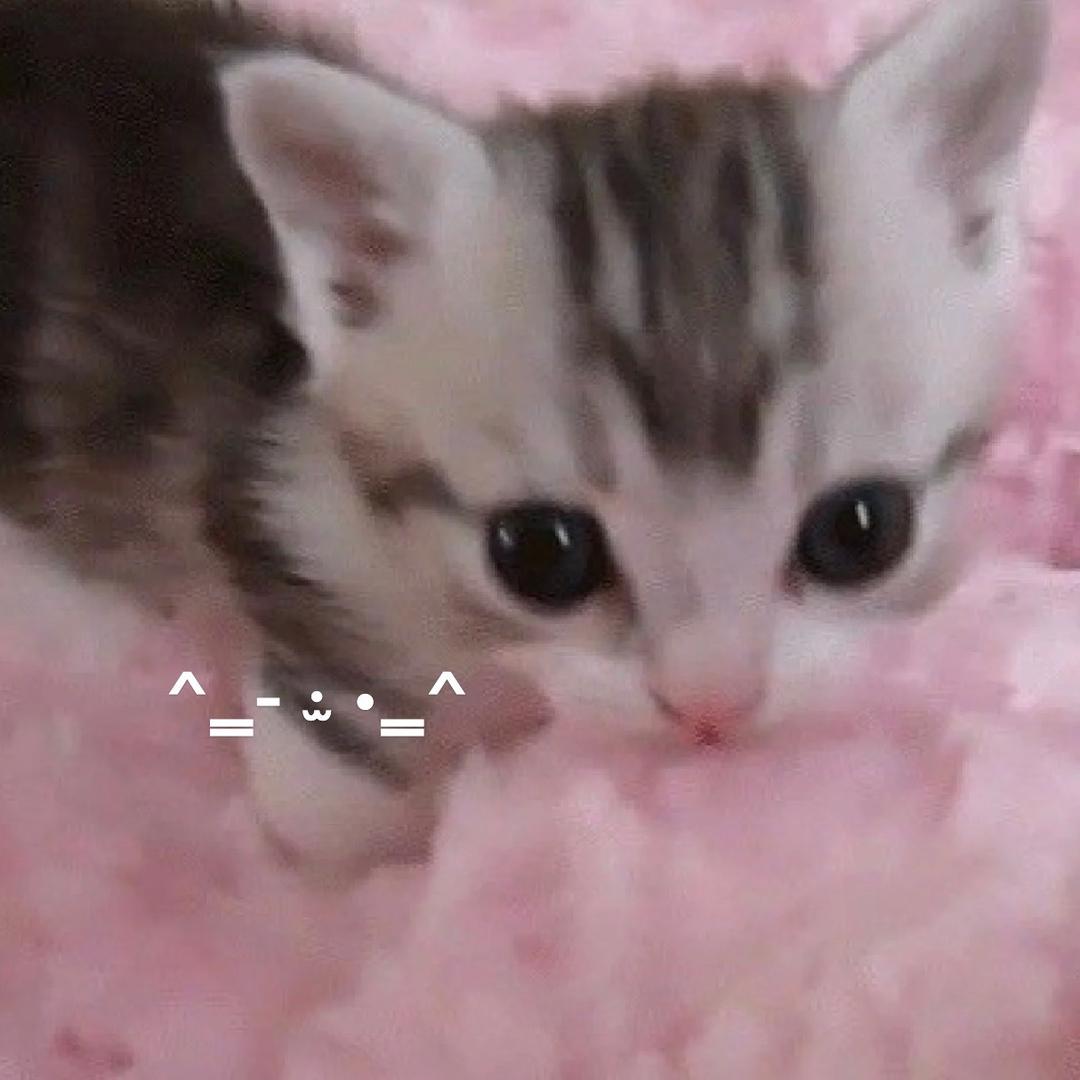 流浪小貓miau☆！