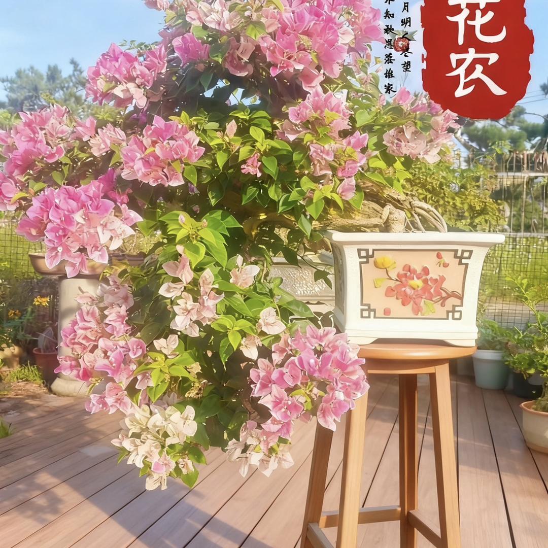 小花农园艺（三角梅）