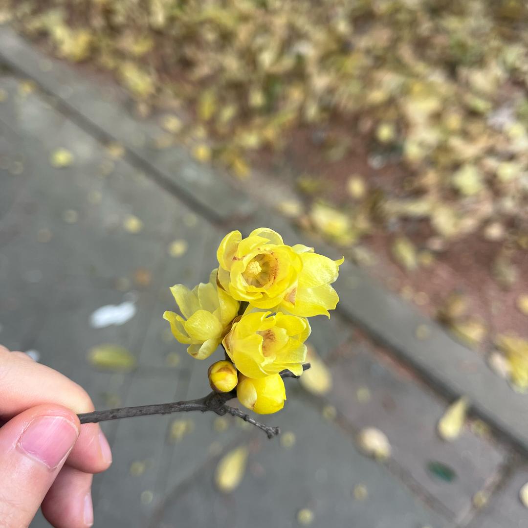 董啊董
