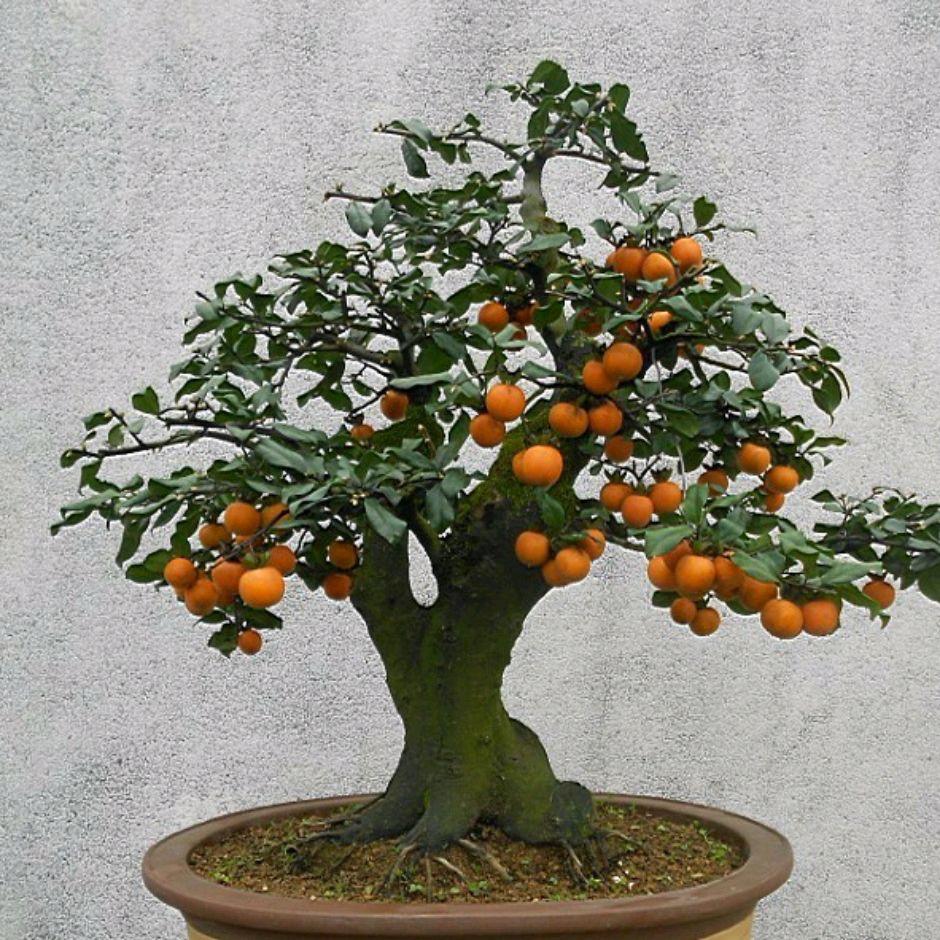 秋秋花卉园艺店