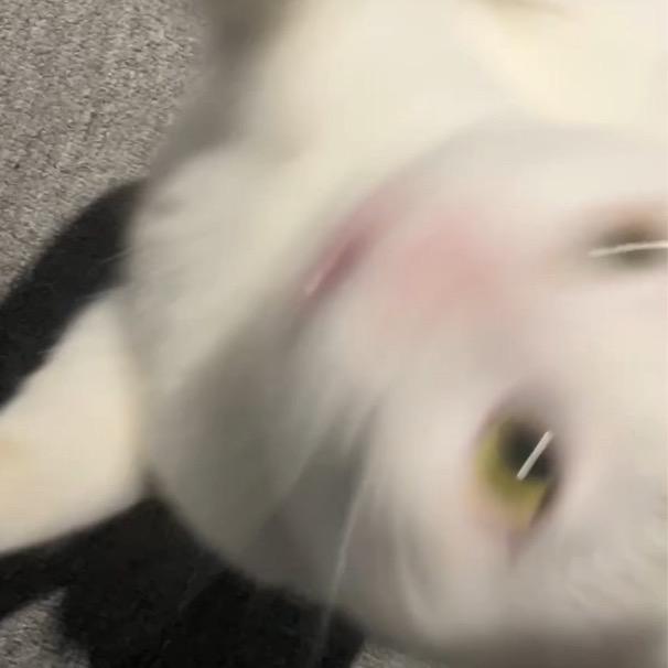 公主不干了
