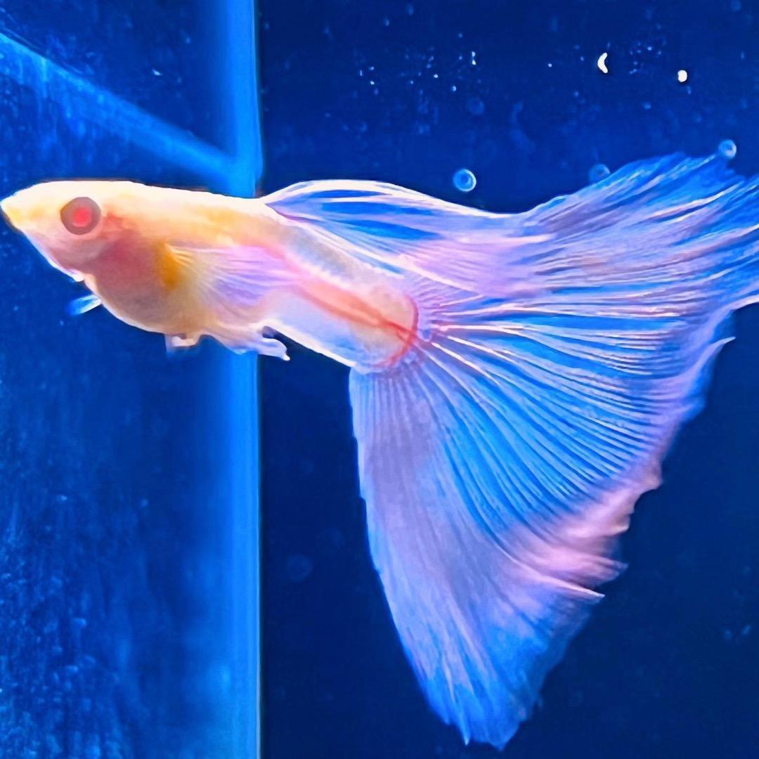 万事顺意孔雀鱼