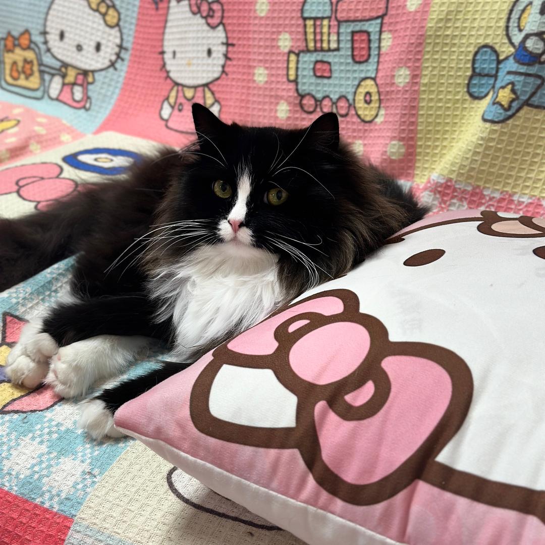 团团是只猫🐱