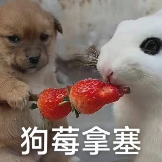 呆头鹅