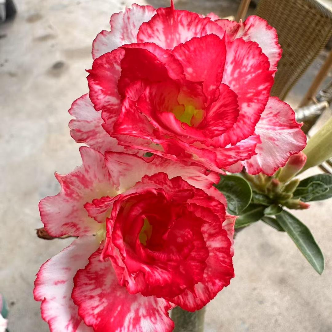 花镜园艺沙漠玫瑰