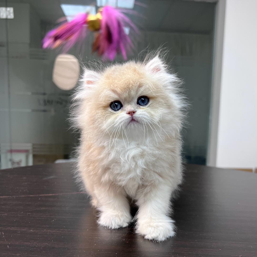 树哥哥家的小猫咪🐱