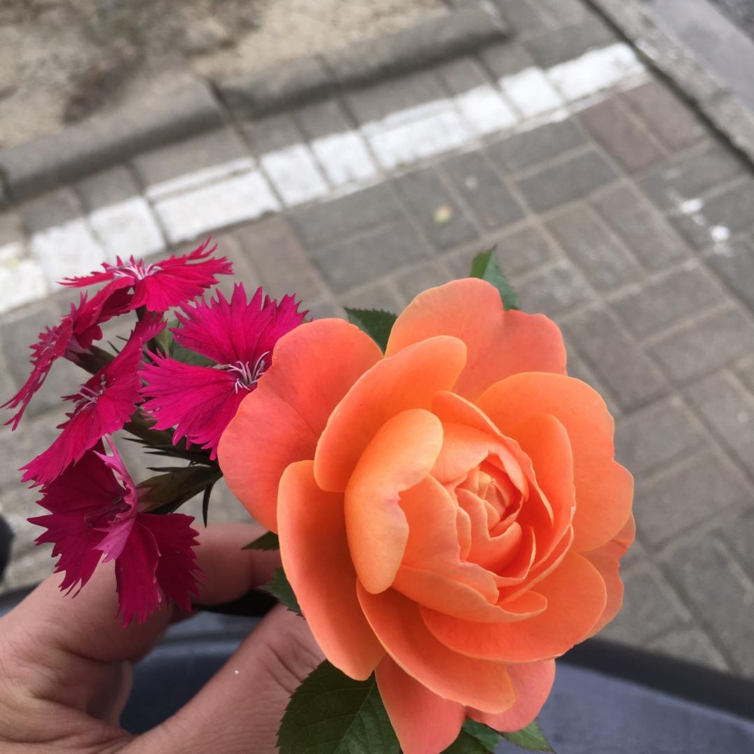 红
