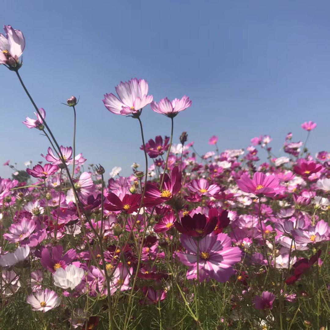 任性一呷