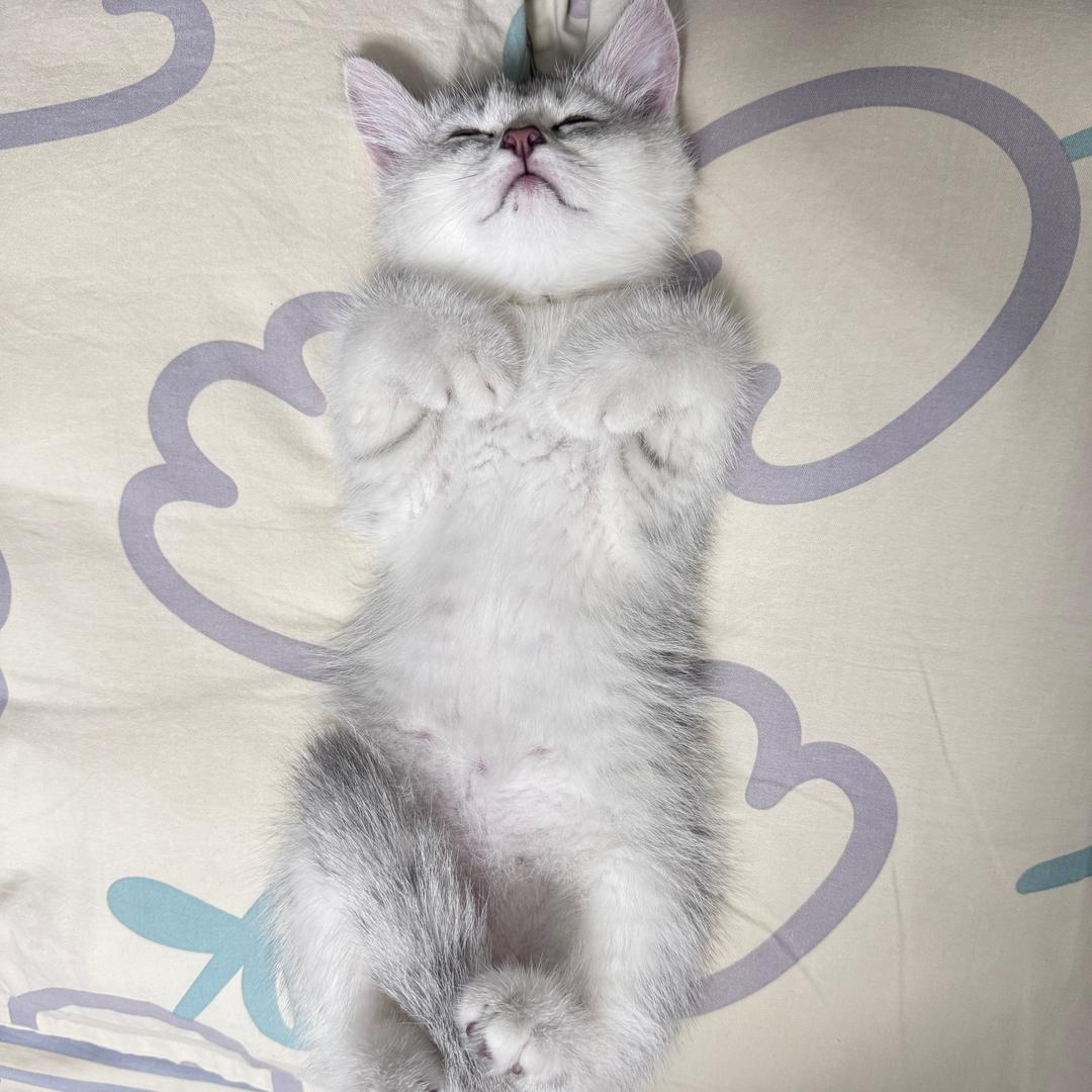 这只小猫叫富贵