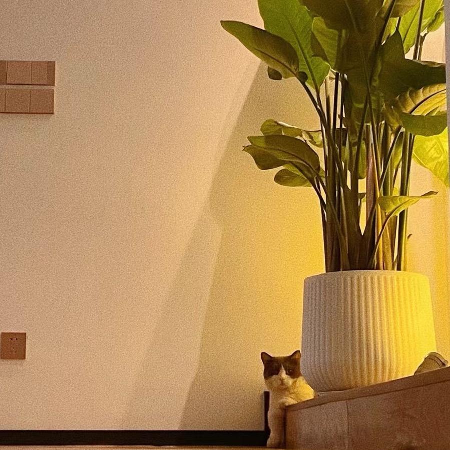 小火把玩具