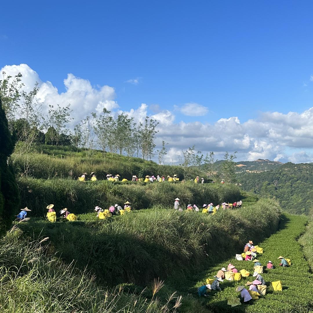 佳人茶叶(茶都批发市场)