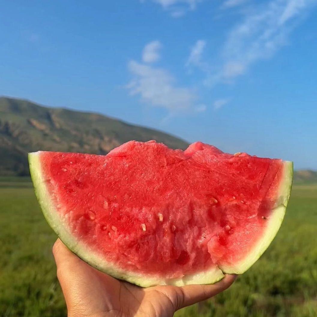 小王麒麟全国供应