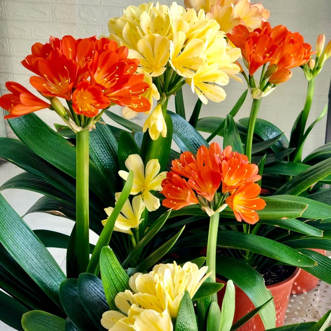 四季好农资（商品在橱窗）