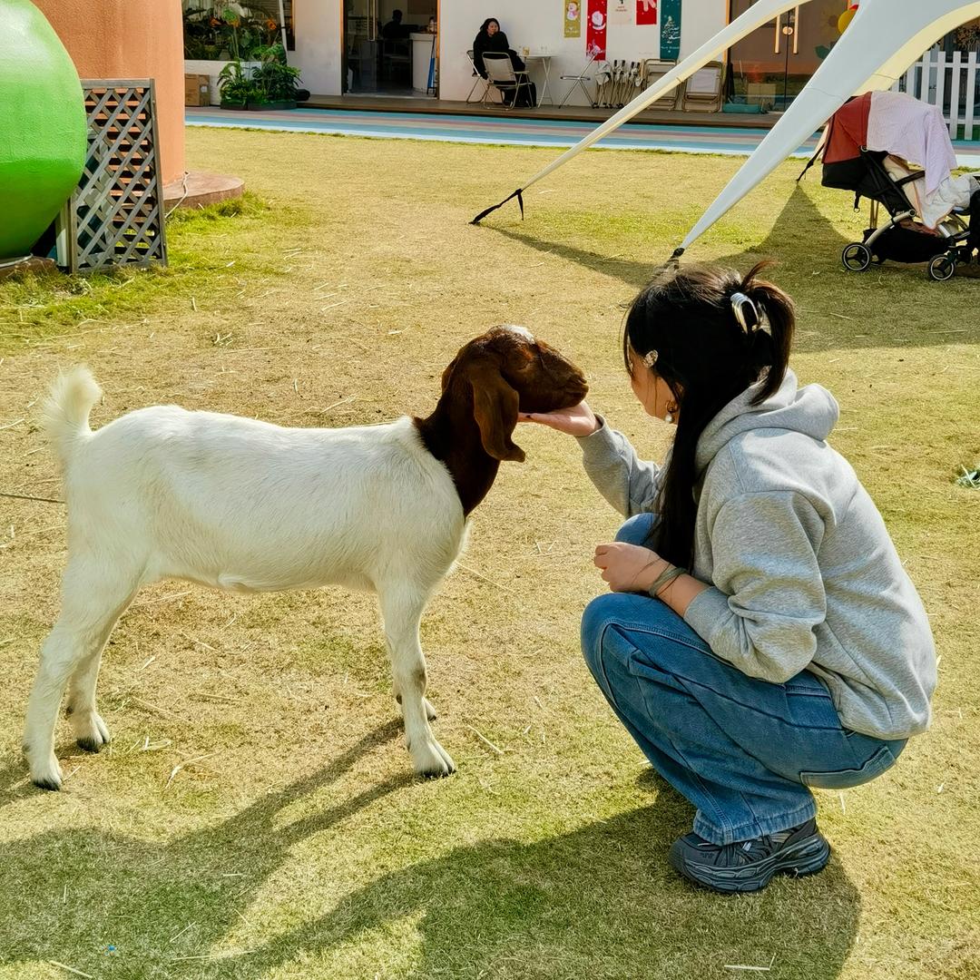 天选栀子(加油版！）