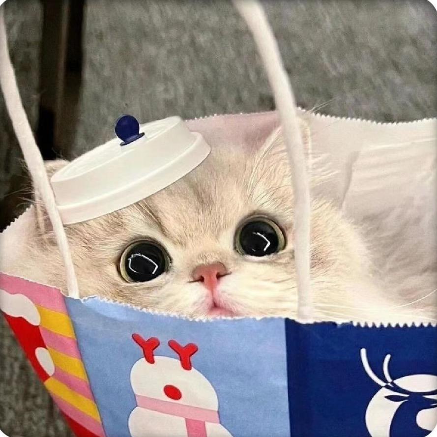 是猫猫呀
