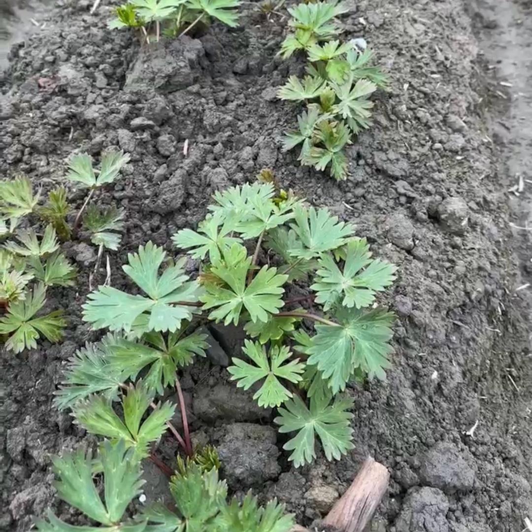江油附子（飞飞）