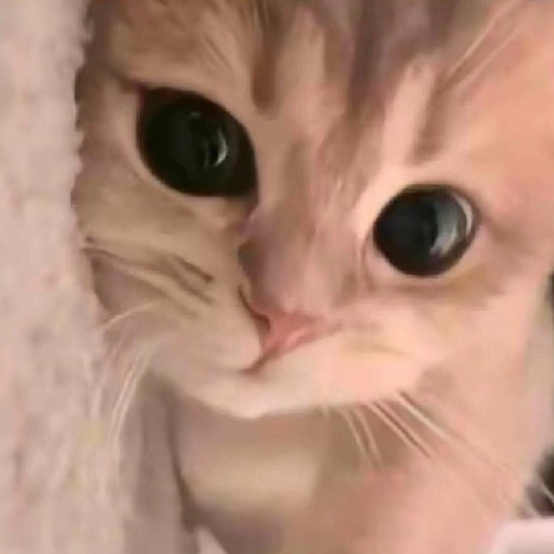 ᅠ  枫的最后一句