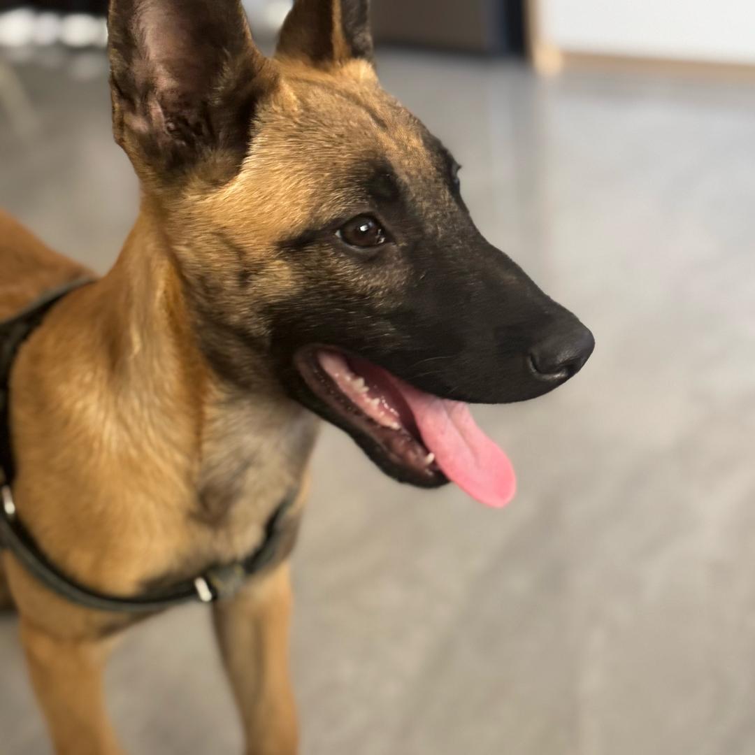 三颗蛋只会装修