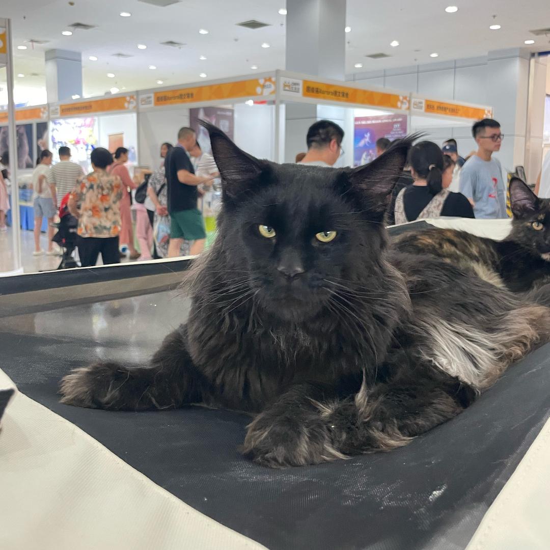 毛毛家的缅因加菲