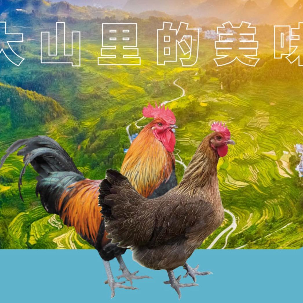 港丰瑶山鸡（小时达配送到家）