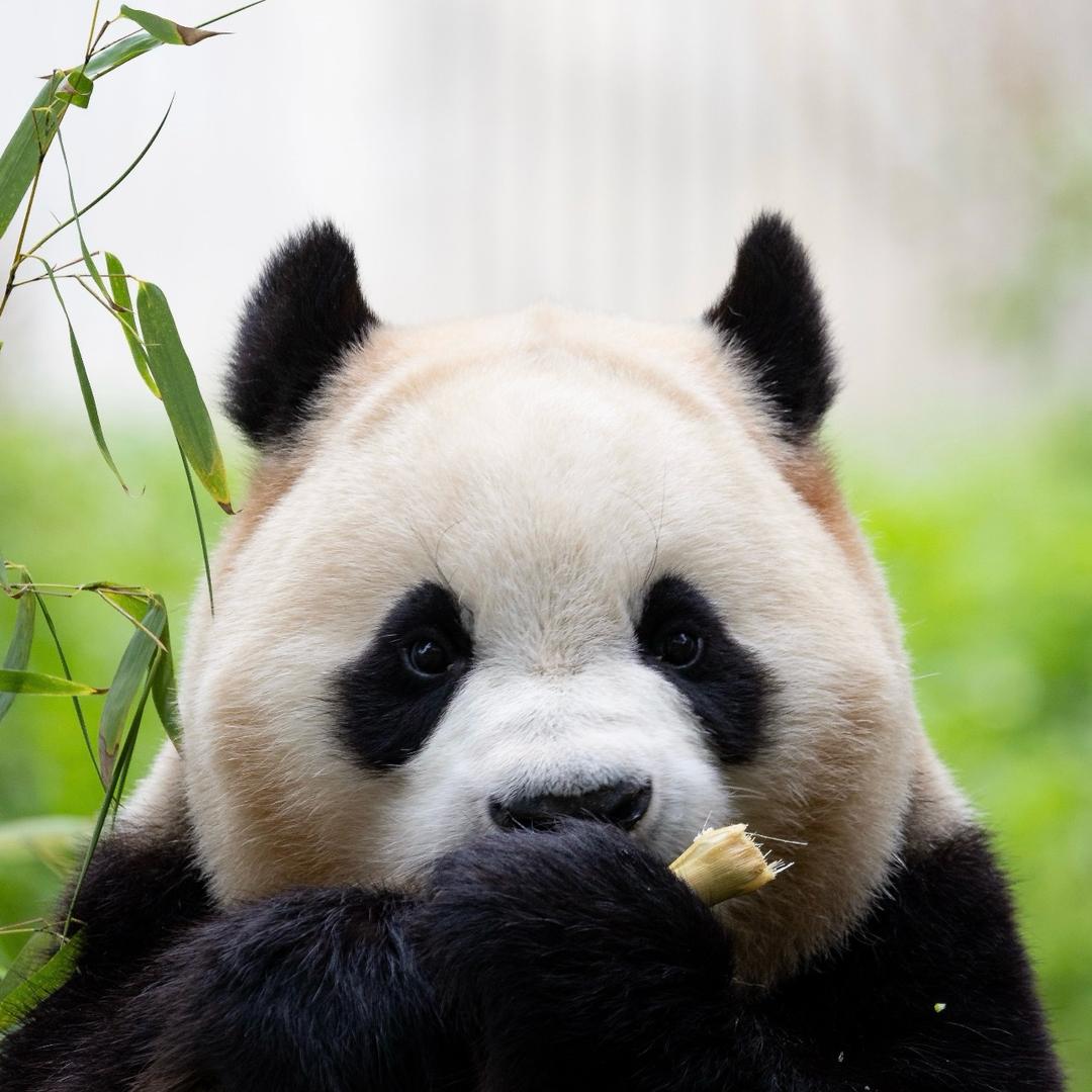 征途——爱滚滚