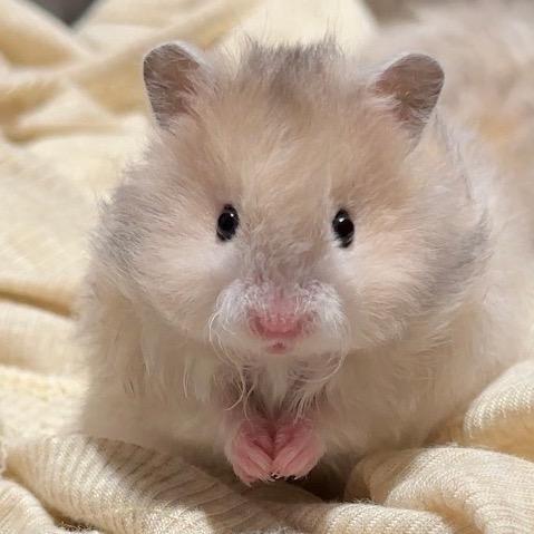 萌爪爪