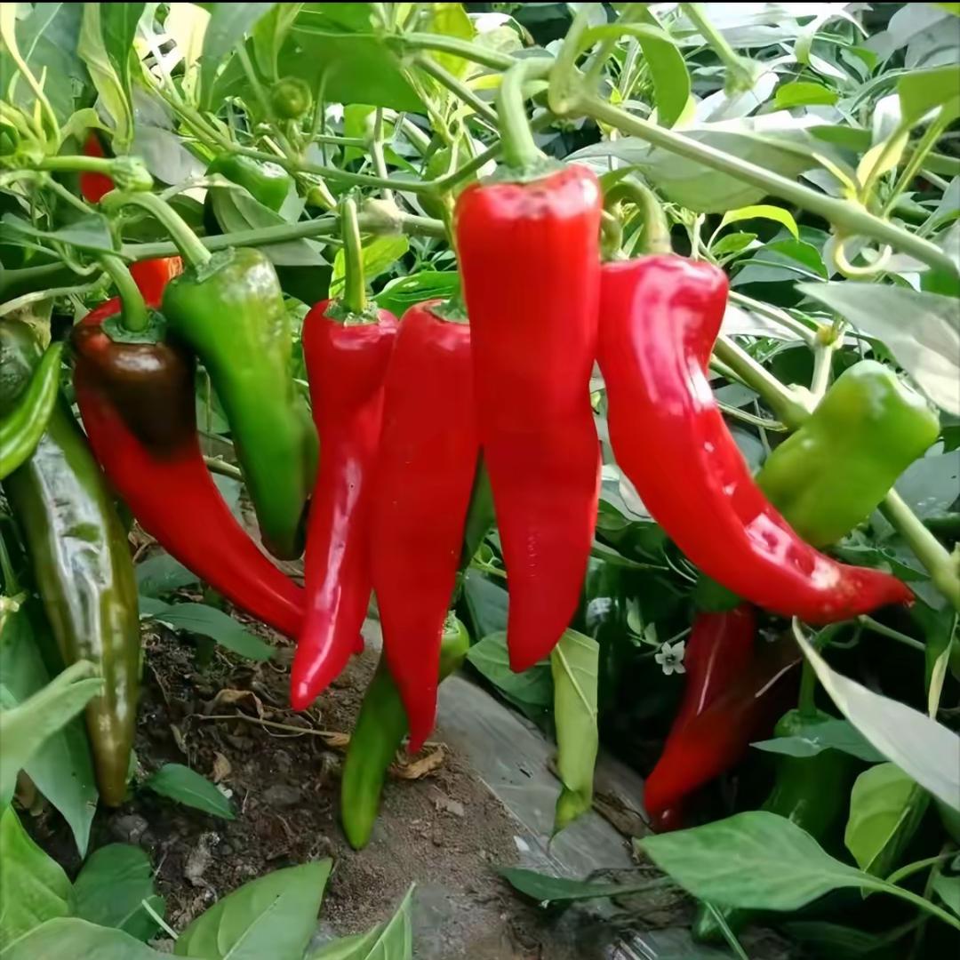 赵老师说辣椒