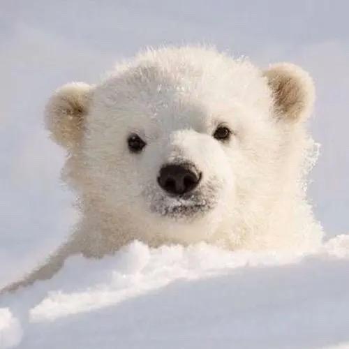 北极熊🐻‍❄️🐻‍❄️🐻‍❄️