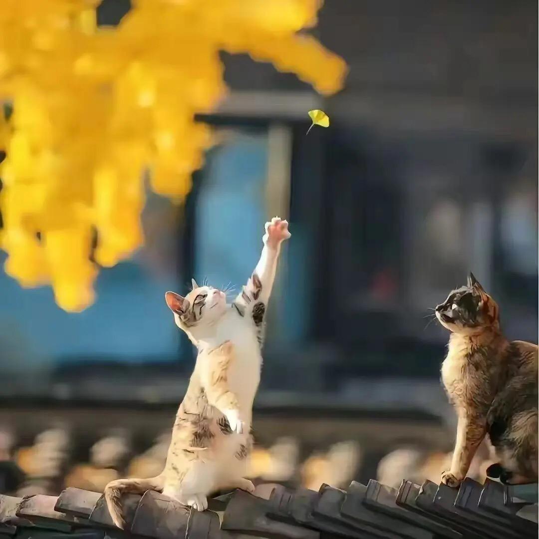 🌈 🌈 猫经理