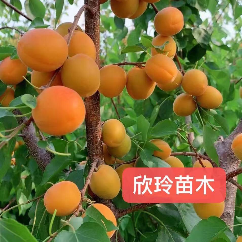营口欣玲苗木基地