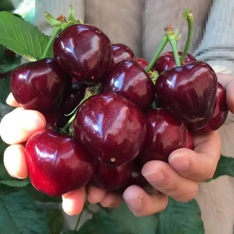 稙艺果树苗木专营店甄选