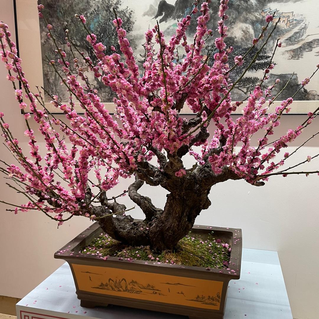 云朵花开🌼