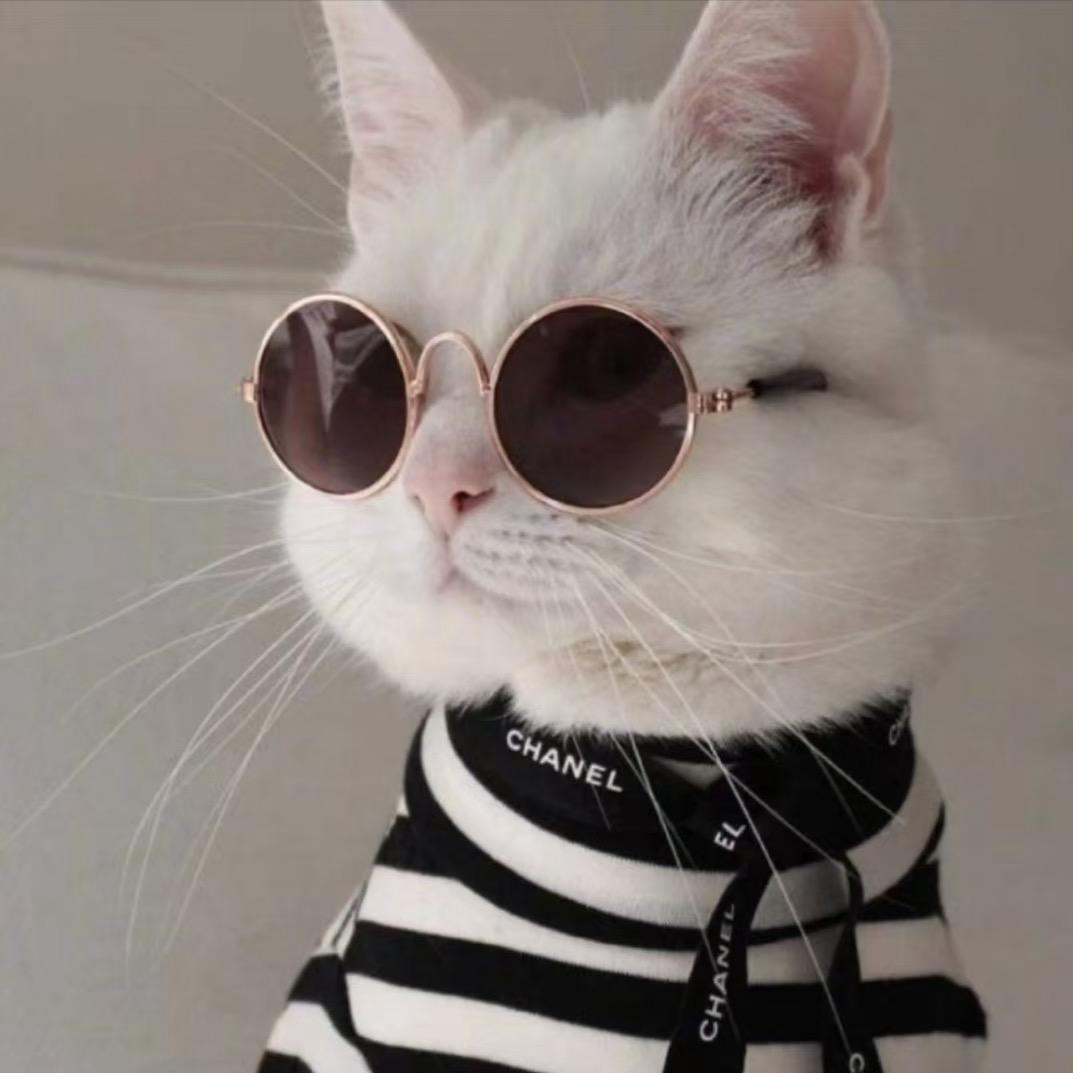 猫叔的工厂（努力做博主版）