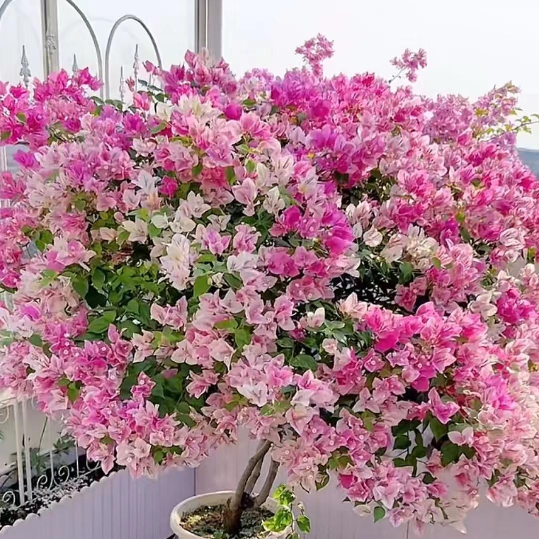 玖玖花卉园艺