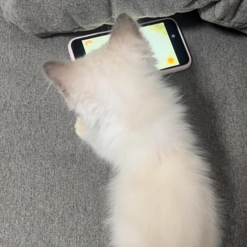 凉粉是只猫