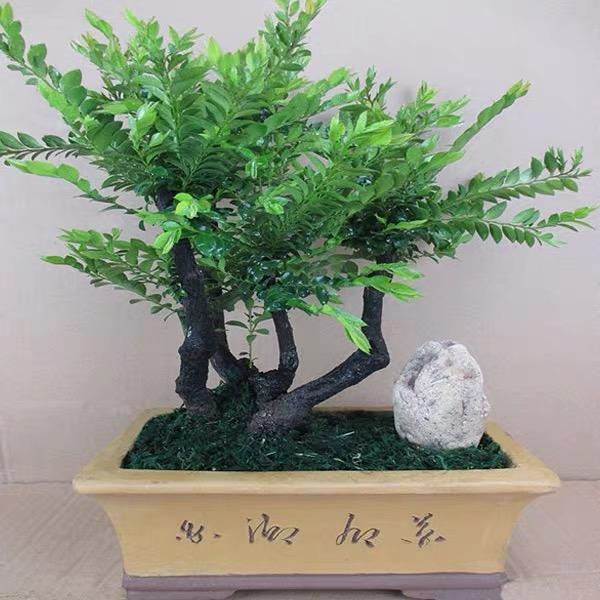 大自然盆景店