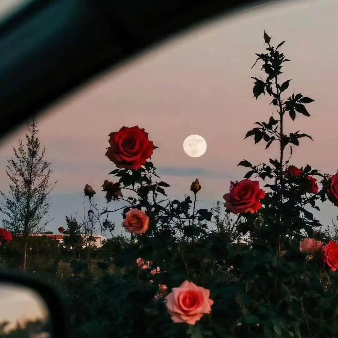 半个西瓜