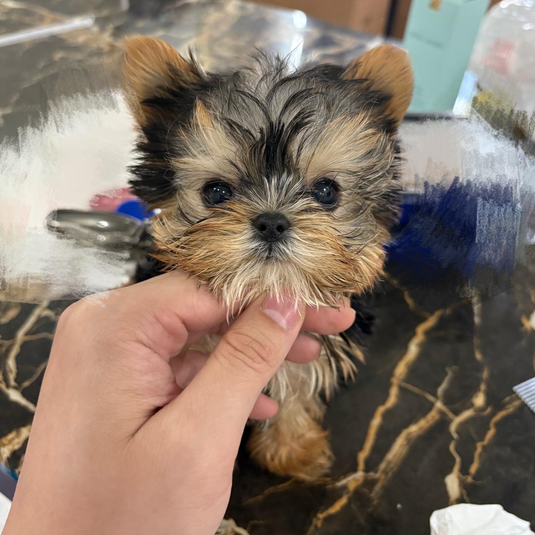 青禾云（约克夏、马尔济斯）