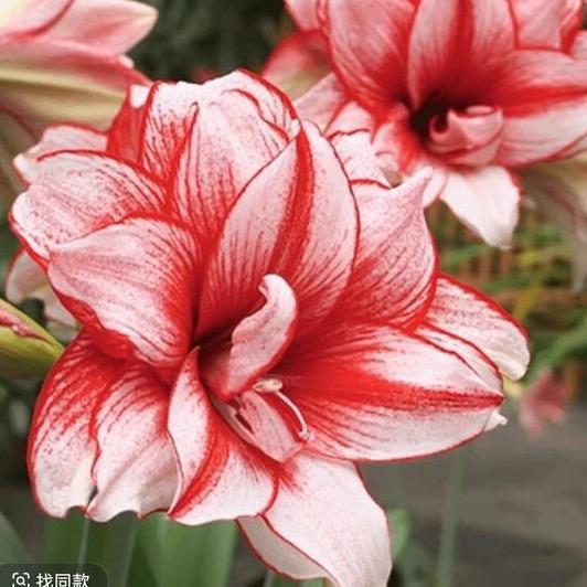 花样年华