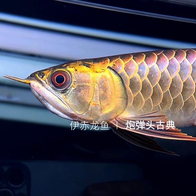 伊赤龙鱼