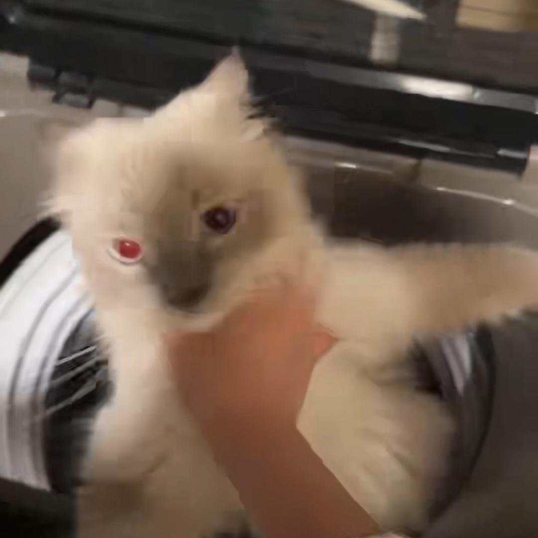 狼给的诱惑