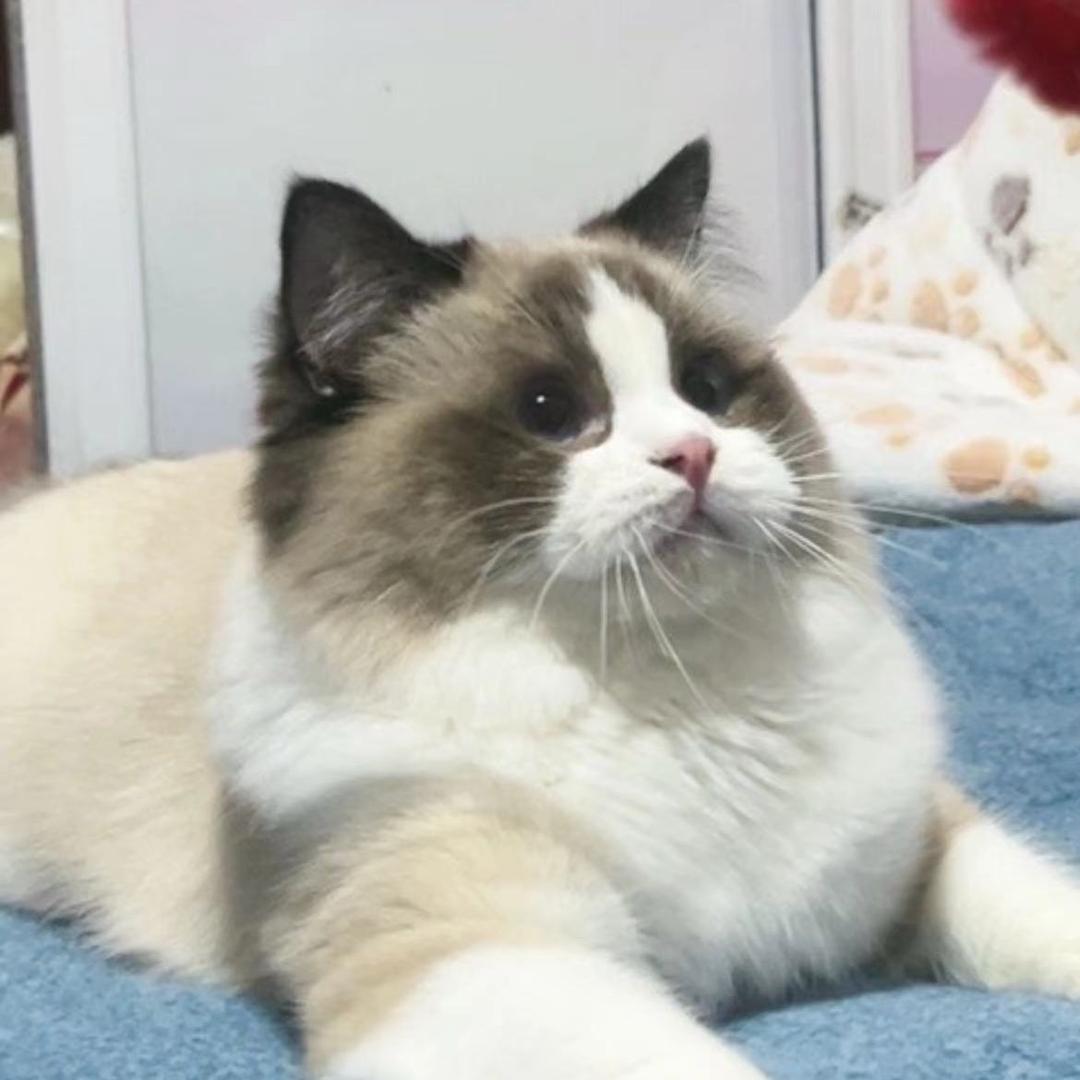 胖姐萌宠，(公猫借配)