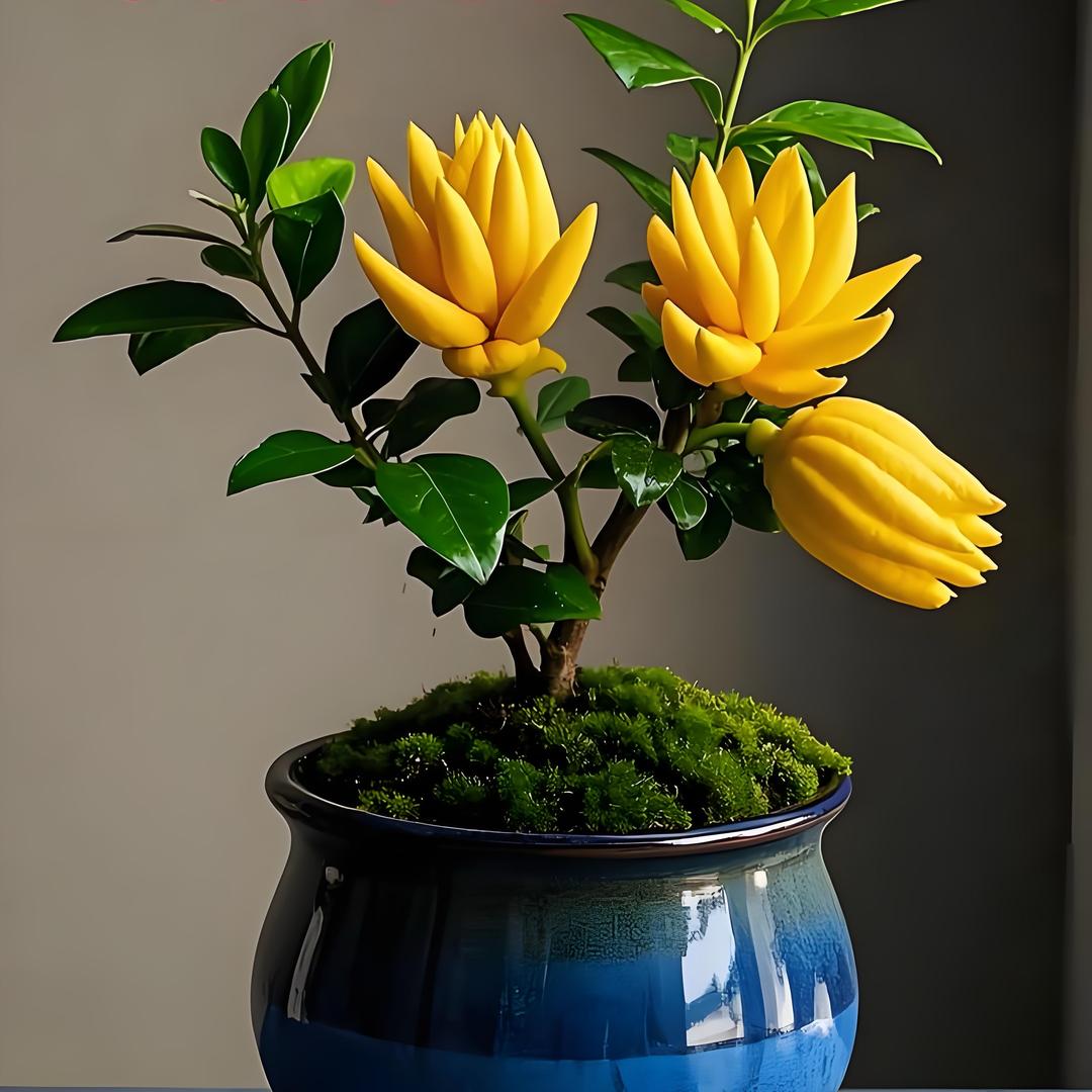 ꧁💕 如⁵²⁰໊意💕꧂