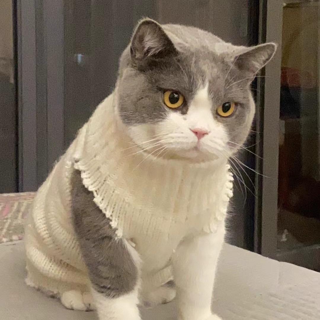 咪咪喵｡◕‿◕｡头像
