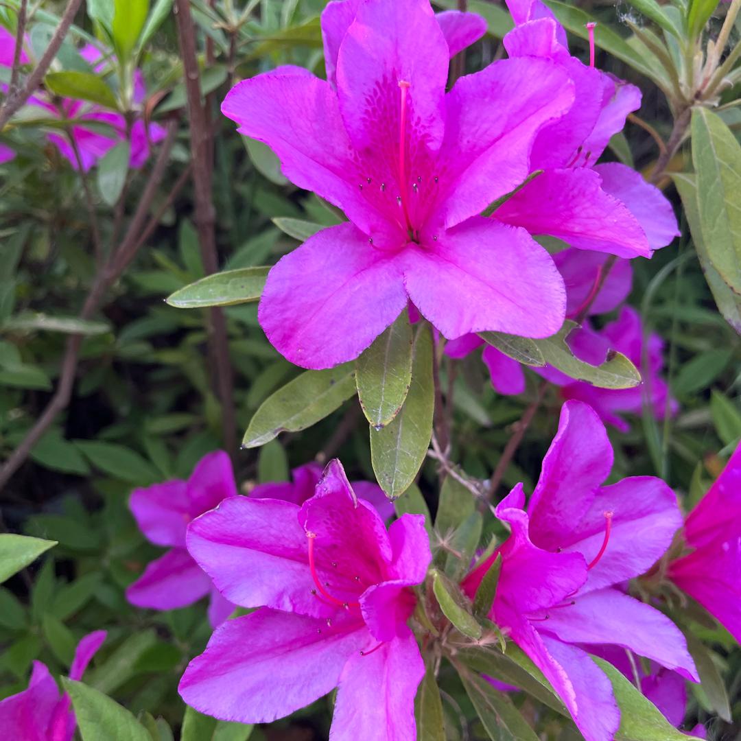 韩国进口杜鹃花基地直销