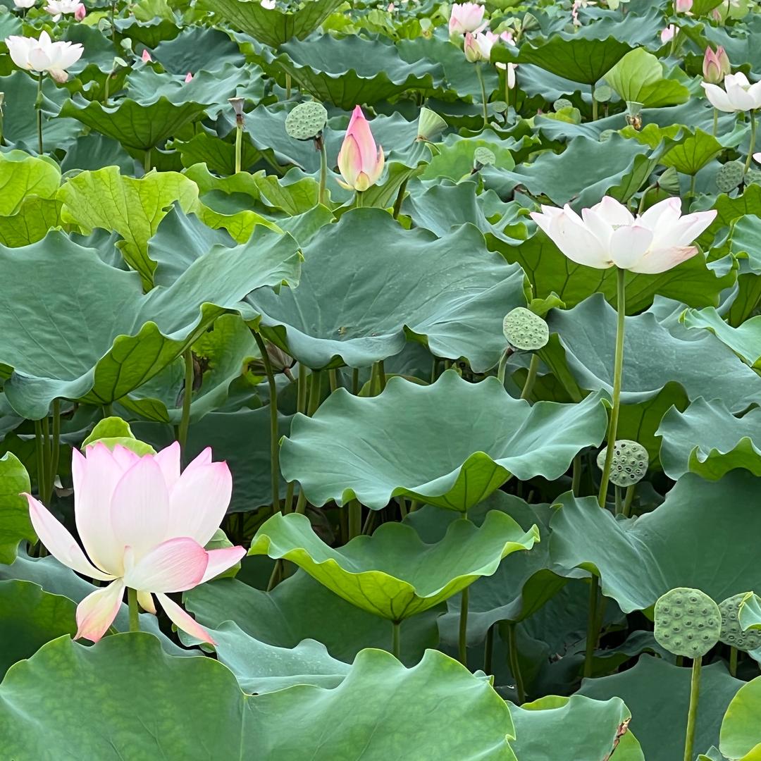 经方本草堂