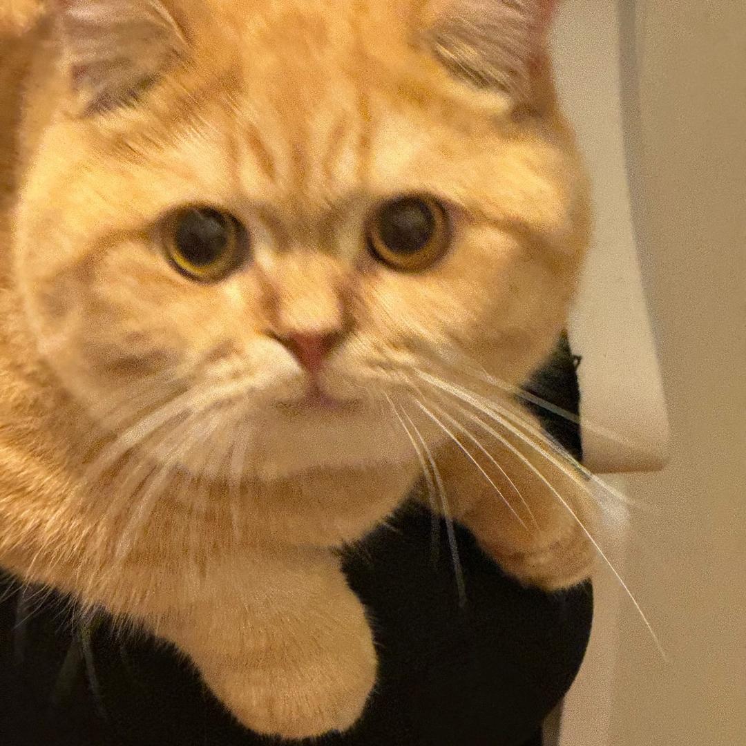橘长🐱