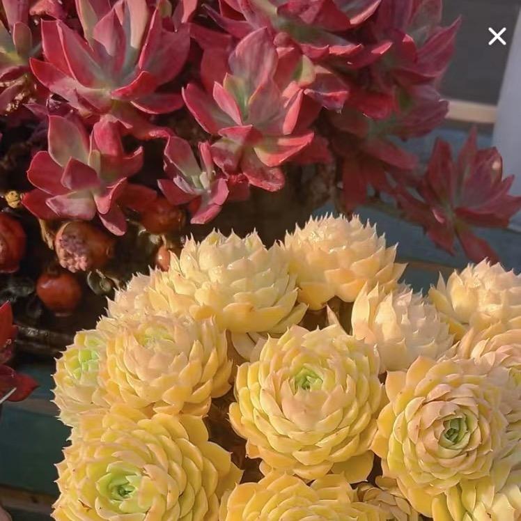 花锦年精品多肉