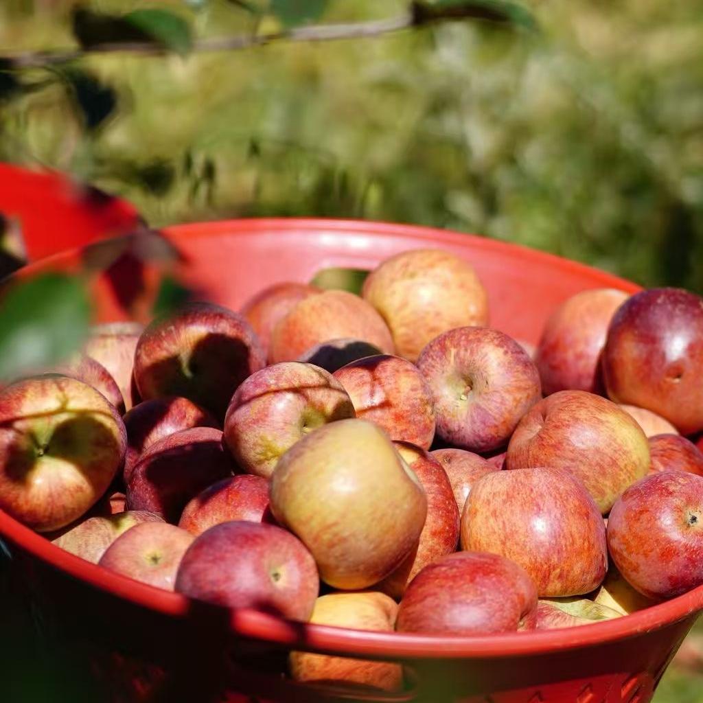 农禾蔬果（宁蒗高山丑苹果季）