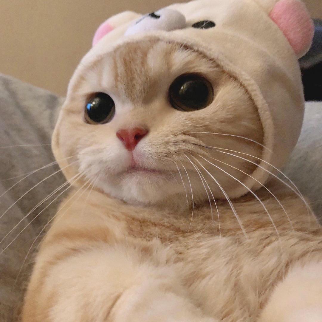 苏兮阿
